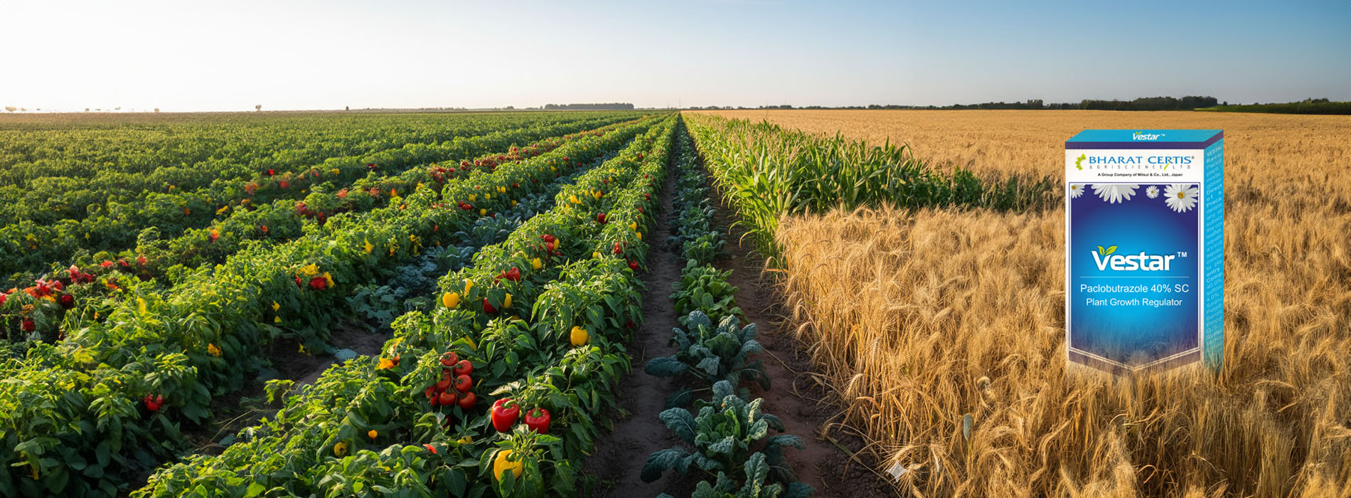 Balancing Vegetative Growth and Flowering for Higher Crop Yields using Vestar